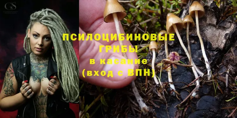 mega зеркало  Приморско-Ахтарск  Галлюциногенные грибы Psilocybe 